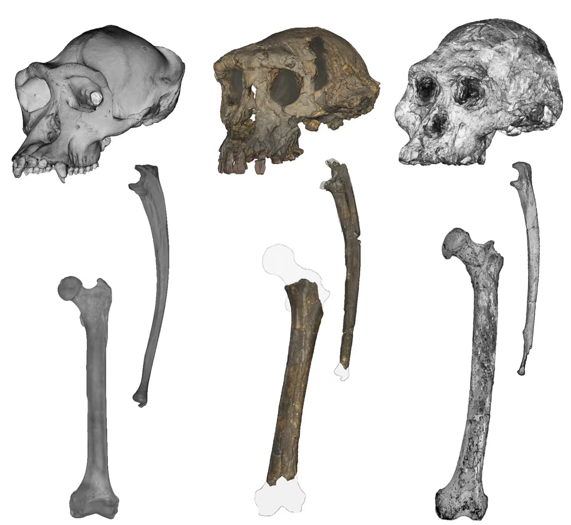 جمجمه، زند زبرین و استخوان‌های ران (از چپ به راست): شامپانزه، Sahelanthropus و Australopithecus (عکس از Scott Williams از دانشگاه نیویورک، Jason Heaton از دانشگاه آلاباما بیرمنگام)