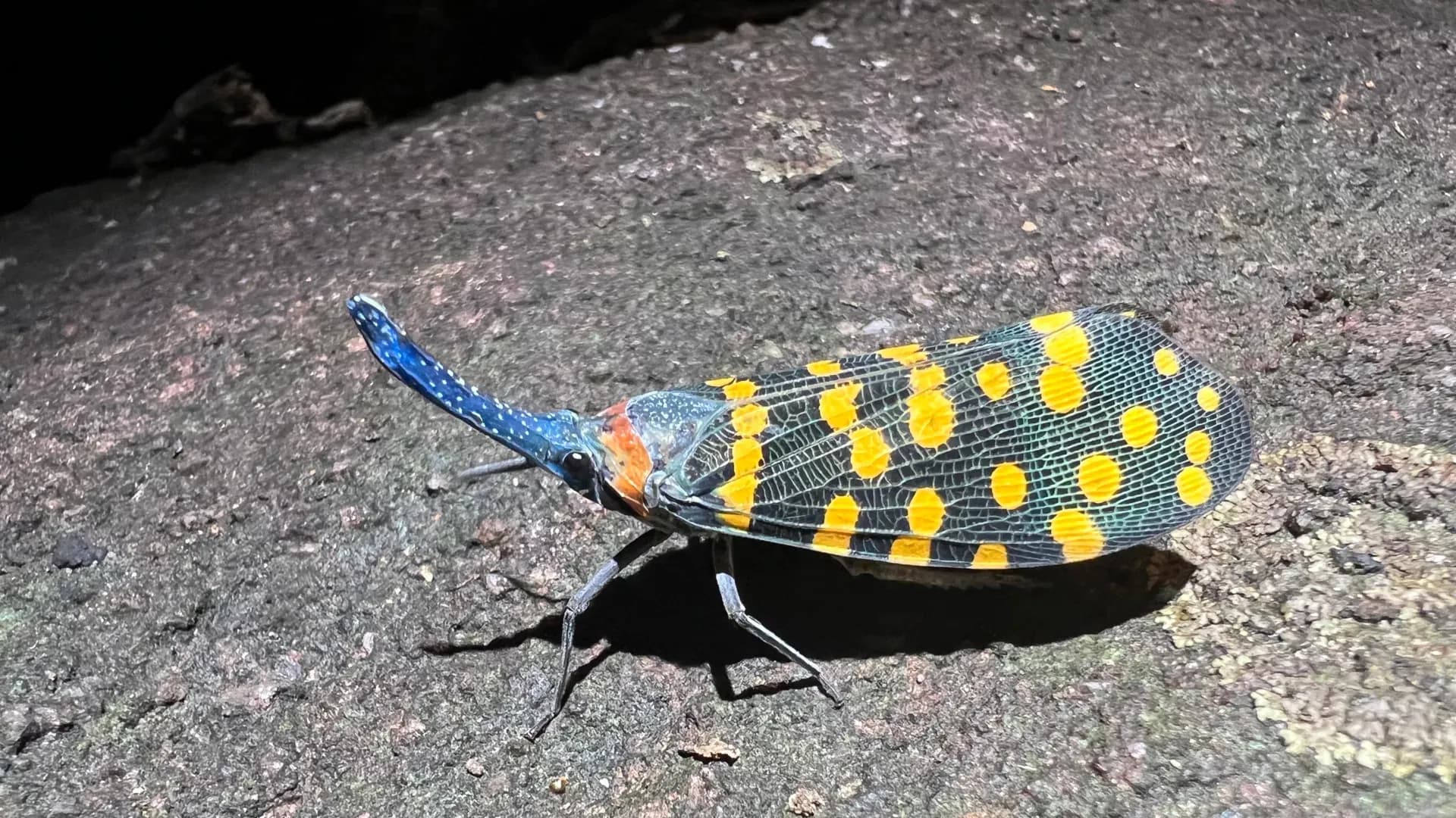 indian-lanternfly