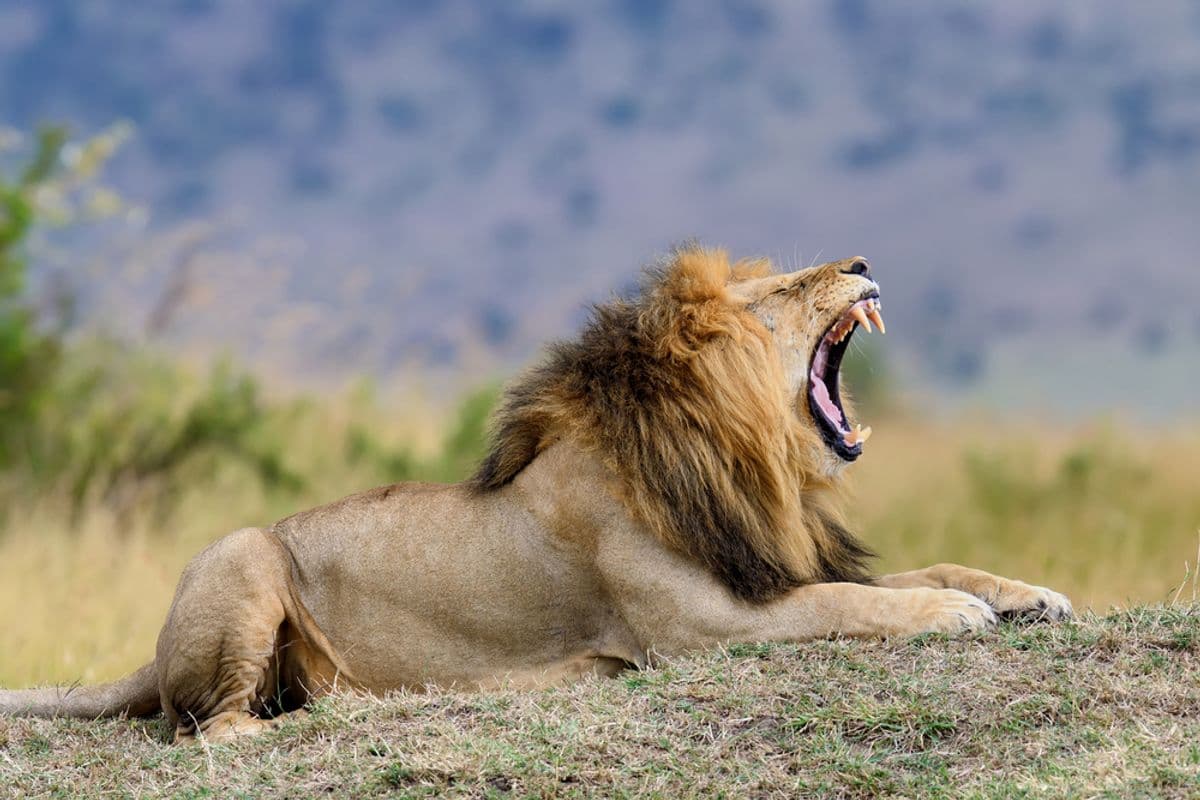 lion-roar