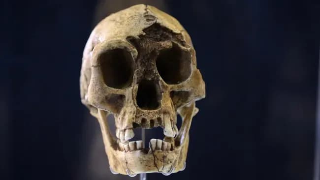 Homo floresiensis
