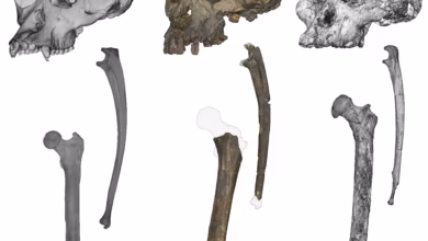 جمجمه، زند زبرین و استخوان‌های ران (از چپ به راست): شامپانزه، Sahelanthropus و Australopithecus (عکس از Scott Williams از دانشگاه نیویورک، Jason Heaton از دانشگاه آلاباما بیرمنگام)