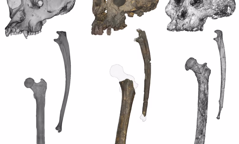 جمجمه، زند زبرین و استخوان‌های ران (از چپ به راست): شامپانزه، Sahelanthropus و Australopithecus (عکس از Scott Williams از دانشگاه نیویورک، Jason Heaton از دانشگاه آلاباما بیرمنگام)